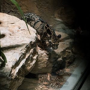 Clouded Leopard