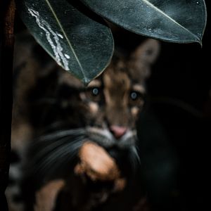 Clouded Leopard
