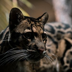 Clouded Leopard
