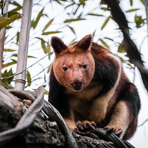 Goodfellow' Tree Kangaroo