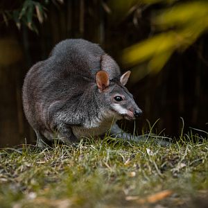 Dusky Pademelon