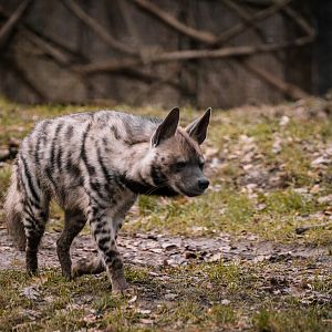 Arabian striped hyena
