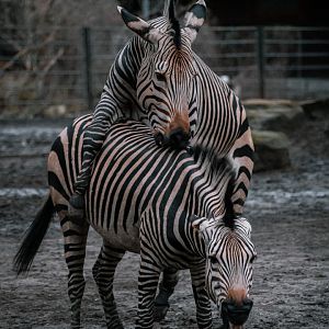 Zebras maiting