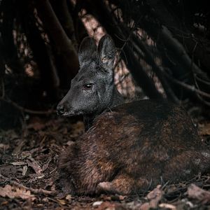 Siberian musk deer