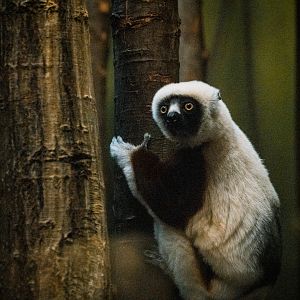 Coquerel's sifaka
