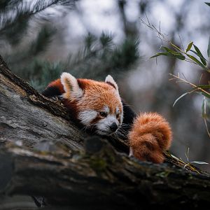 Red Panda