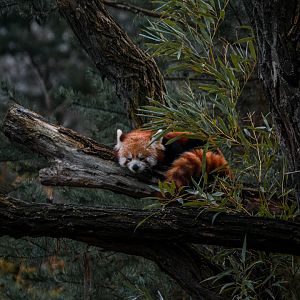 Red Panda