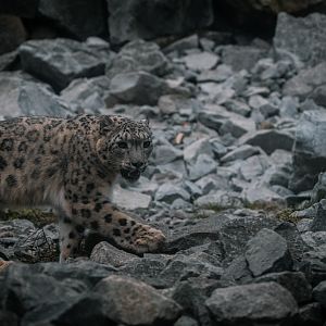 Snow Leopard