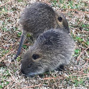 Nutria (Myocastor coypus)