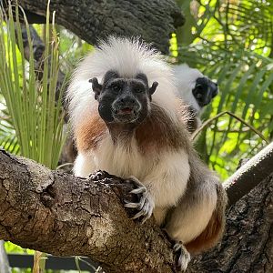 Cotton-top Tamarins