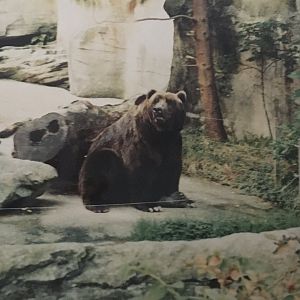 Kodiak Bear - 1990s