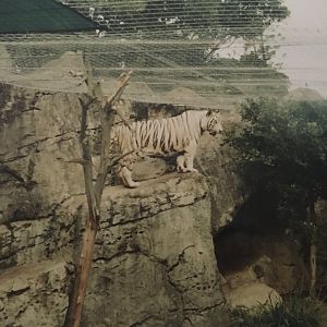 Chester the white tiger