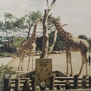 Giraffes - 1990s