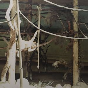 Spider Monkeys - 1990s