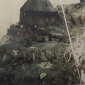 De Brazza's Guenons - 1990s