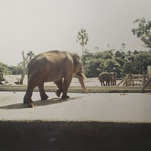 Heman, Burma and Ranee