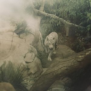 Chester the white tiger