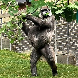 Famous Upright Walking Female Gorilla Tamba
