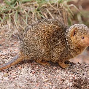 Common Dwarf Mongoose