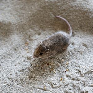Pacific Pocket Mouse (Perognathus longimembris pacificus)