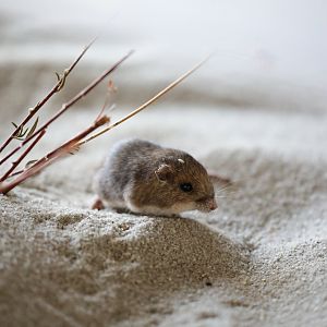 Pacific Pocket Mouse (Perognathus longimembris pacificus)