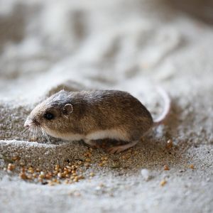 Pacific Pocket Mouse (Perognathus longimembris pacificus)