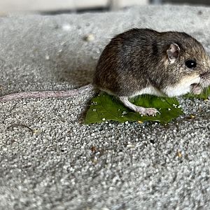 Pacific Pocket Mouse (Perognathus longimembris pacificus)