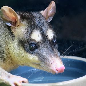 Gray Four-Eyed Opossum (Philander opossum opossum)