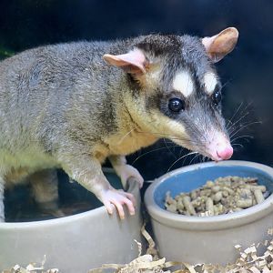 Gray Four-Eyed Opossum (Philander opossum opossum)