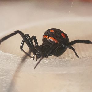European Black Widow Spider