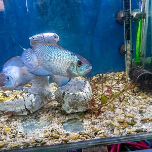 Andinoacara pulcher "electric blue"