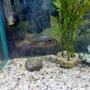 Andinoacara pulcher "electric blue"