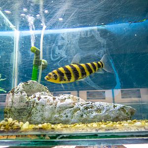 Black-banded Leporinus (Leporinus fasciatus)