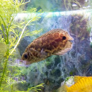 Leopard bush fish (Ctenopoma acutirostre)