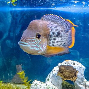 Green terror (Andinoacara rivulatus)