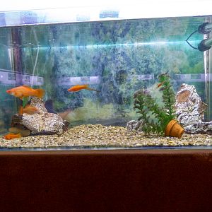 Green swordtail (Xiphophorus hellerii)