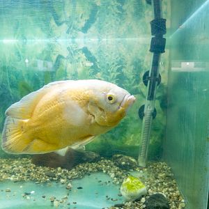 Pfauenaugenbuntbarsch (Astronotus ocellatus)