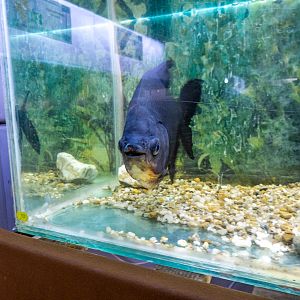 Tambaqui (Colossoma macropomum)