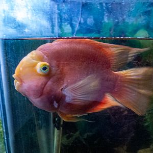 blood parrot cichlid (Amphilophus citrinellus × Vieja melanurus)