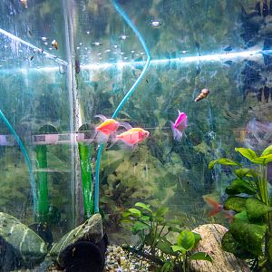 Sumy (Puntigrus tetrazona)