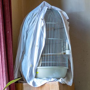 I don't remember the bird inside