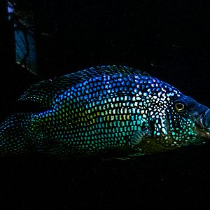 Jack Dempsey (Rocio octofasciata)