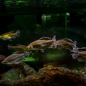 Congo tetra (Phenacogrammus interruptus)