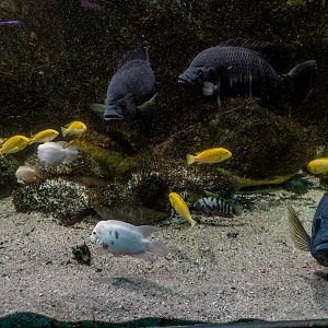 Cichlides
