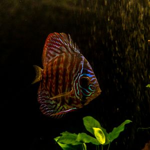 Discus