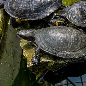 European pond turtle (Emys orbicularis)