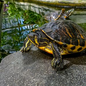 Yellow-bellied slider (Trachemys scripta scripta)