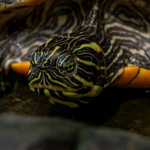 Yellow-bellied slider (Trachemys scripta scripta)