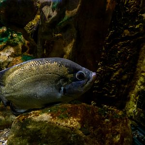 oscar (Astronotus ocellatus)