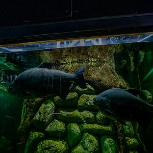 Tambaqui (Colossoma macropomum)